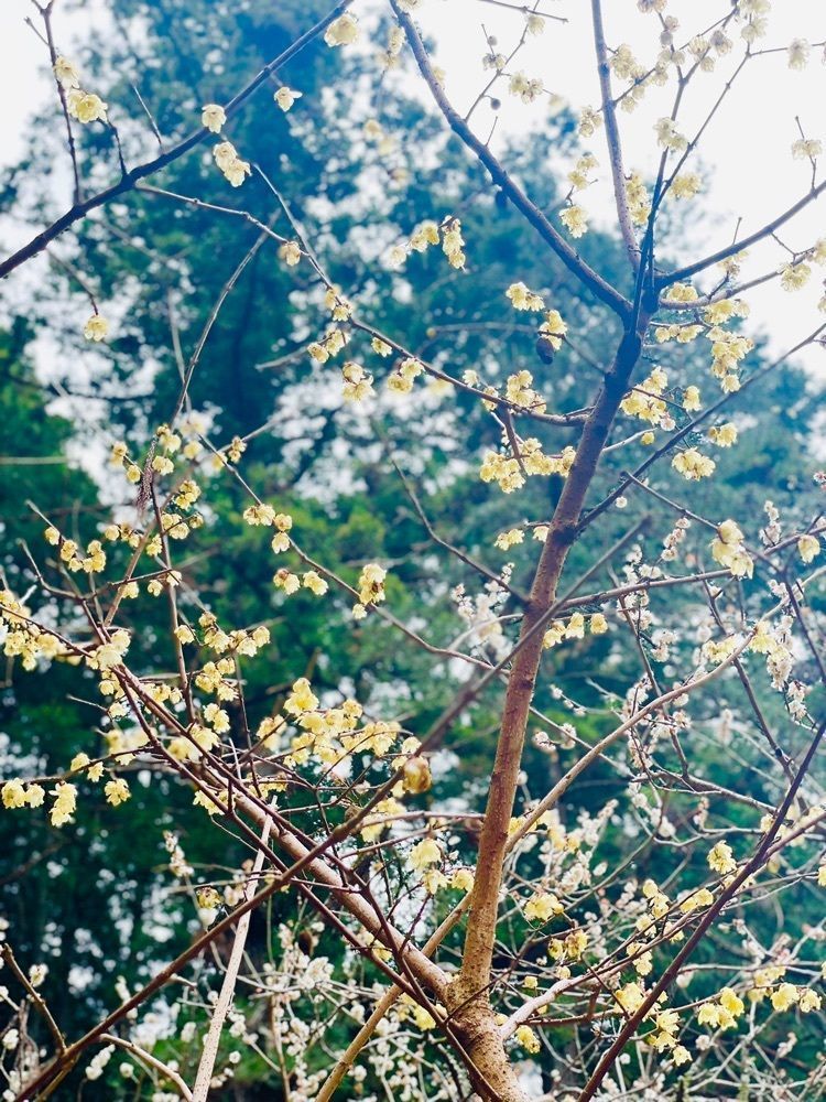 hirokororinさんが投稿した洞慶院の梅園に関する口コミの画像