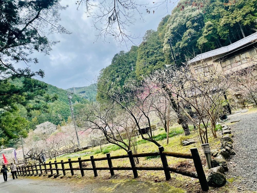 hirokororinさんが投稿した洞慶院の梅園に関する口コミの画像