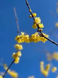 箕郷梅林