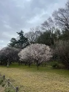 越谷梅林公園
