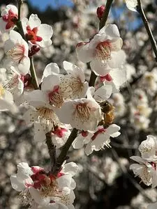 越生梅林