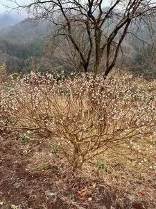 清風園（セイフウエン）
