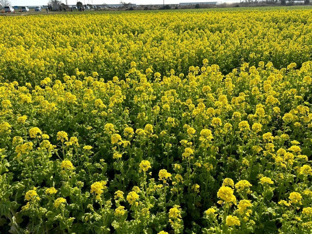みーなさんが投稿した花の海に関する口コミの画像