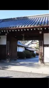大覚寺の桜
