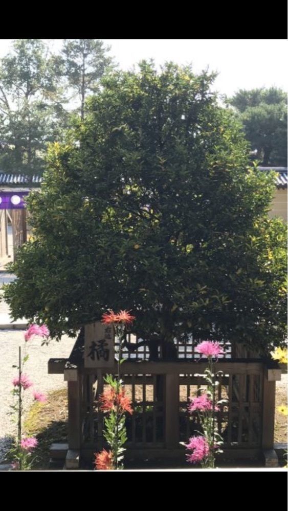 京都を巡る会・「武」さんが投稿した大覚寺の桜に関する口コミの画像