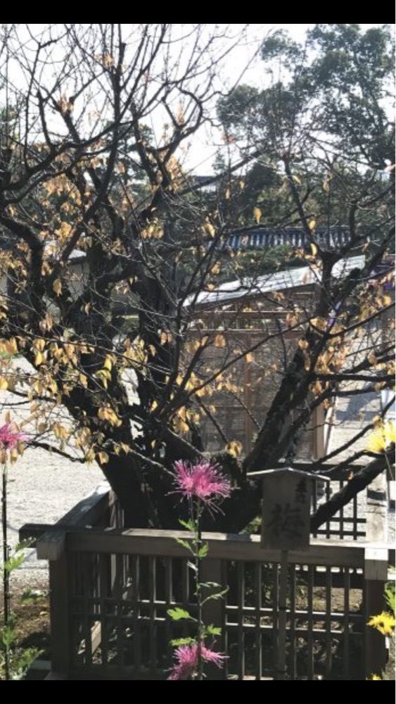 京都を巡る会・「武」さんが投稿した大覚寺の桜に関する口コミの画像