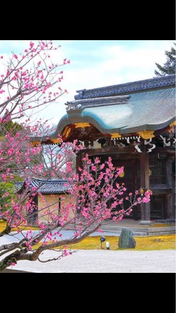 京都を巡る会・「武」さんが投稿した大覚寺の桜に関する口コミの画像