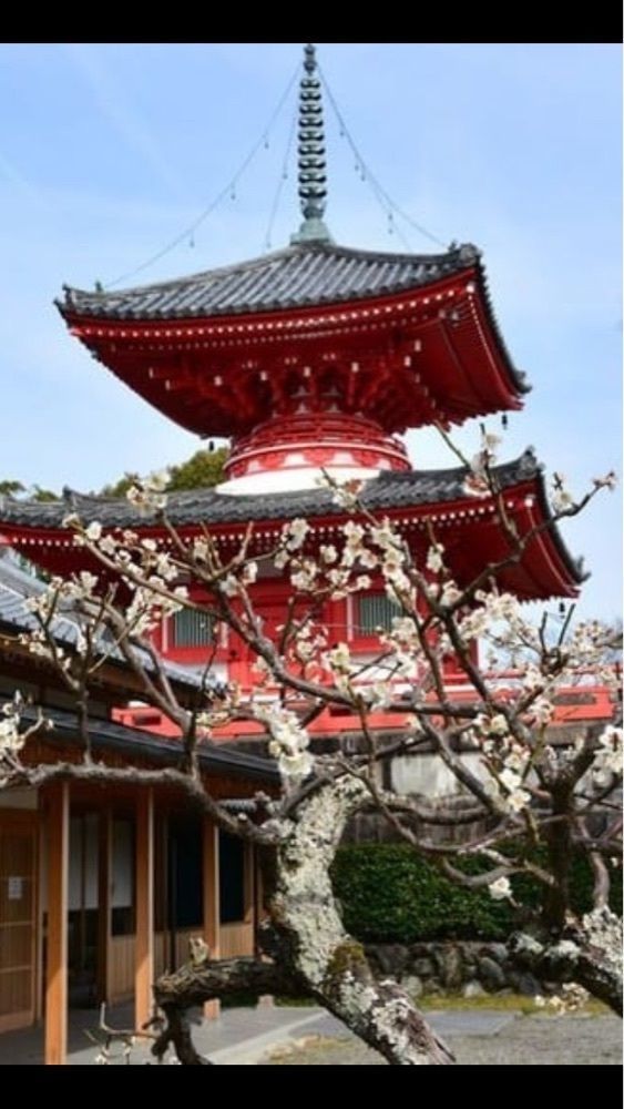 京都を巡る会・「武」さんが投稿した大覚寺の桜に関する口コミの画像