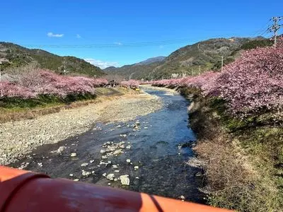 河津桜まつり