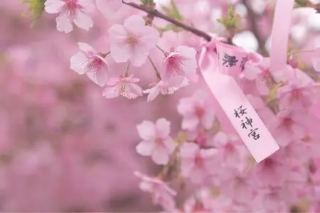 桜神宮