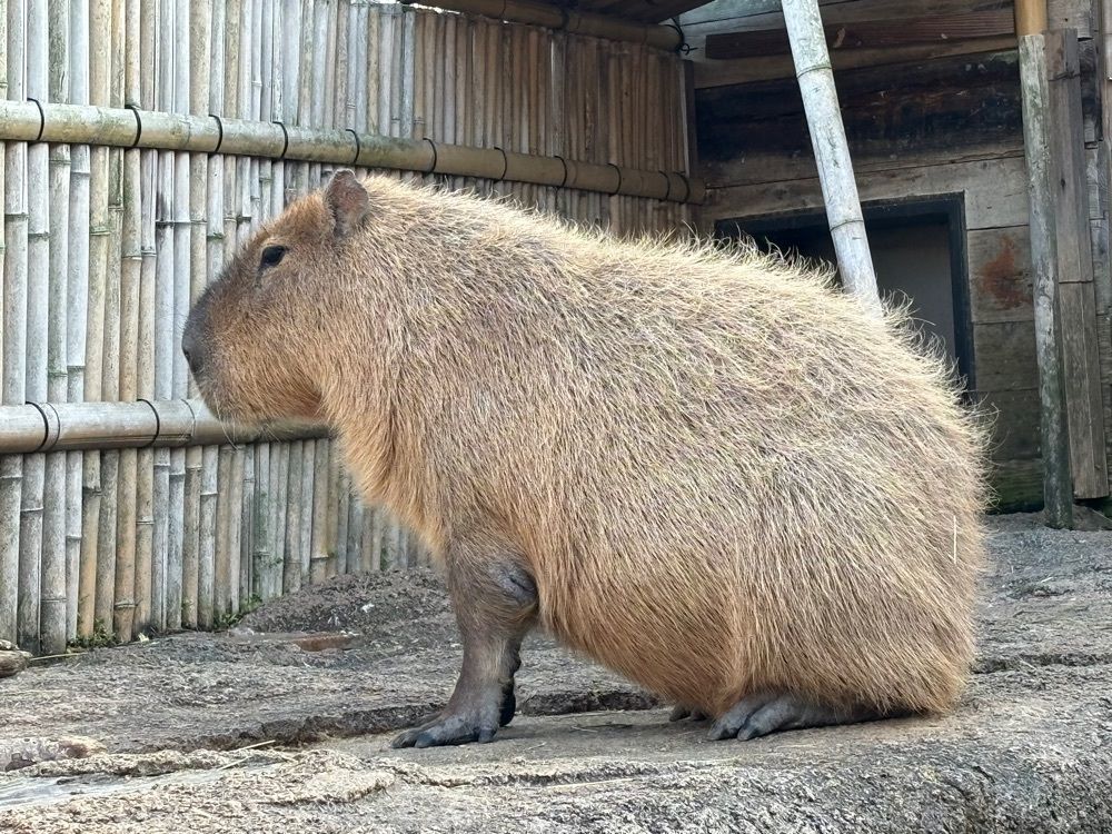 みーなさんが投稿したときわ動物園に関する口コミの画像