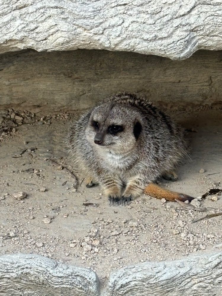 みーなさんが投稿したときわ動物園に関する口コミの画像