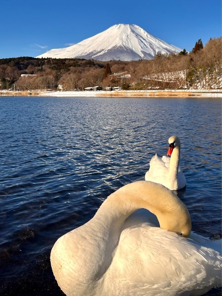 ビンカさんが投稿したファミリー＆キッズペンション　ホワイトクローバーに関する口コミの画像