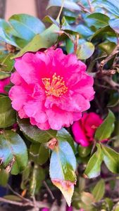 HATSUNEYA GARDEN（ハツネヤガーデン） 1枚目