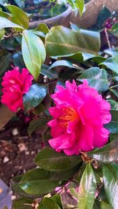 HATSUNEYA GARDEN（ハツネヤガーデン） 2枚目