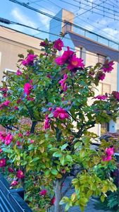 HATSUNEYA GARDEN（ハツネヤガーデン） 3枚目