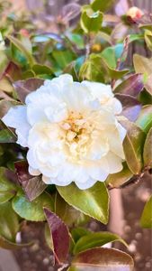 HATSUNEYA GARDEN（ハツネヤガーデン） 4枚目