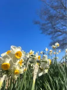 やぶ椿と水仙の里