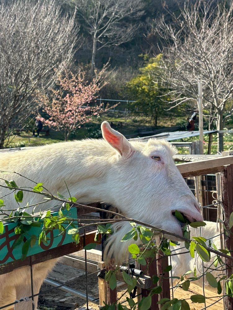 みーなさんが投稿したやぶ椿と水仙の里に関する口コミの画像