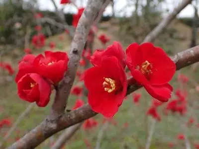 万葉の森公園