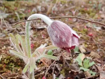 万葉の森公園