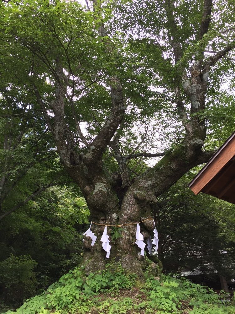 nostalgic_hiking_bca8さんが投稿した熊野神社に関する口コミの画像