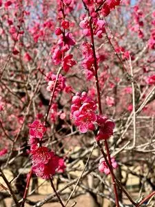 桐生市南公園の梅
