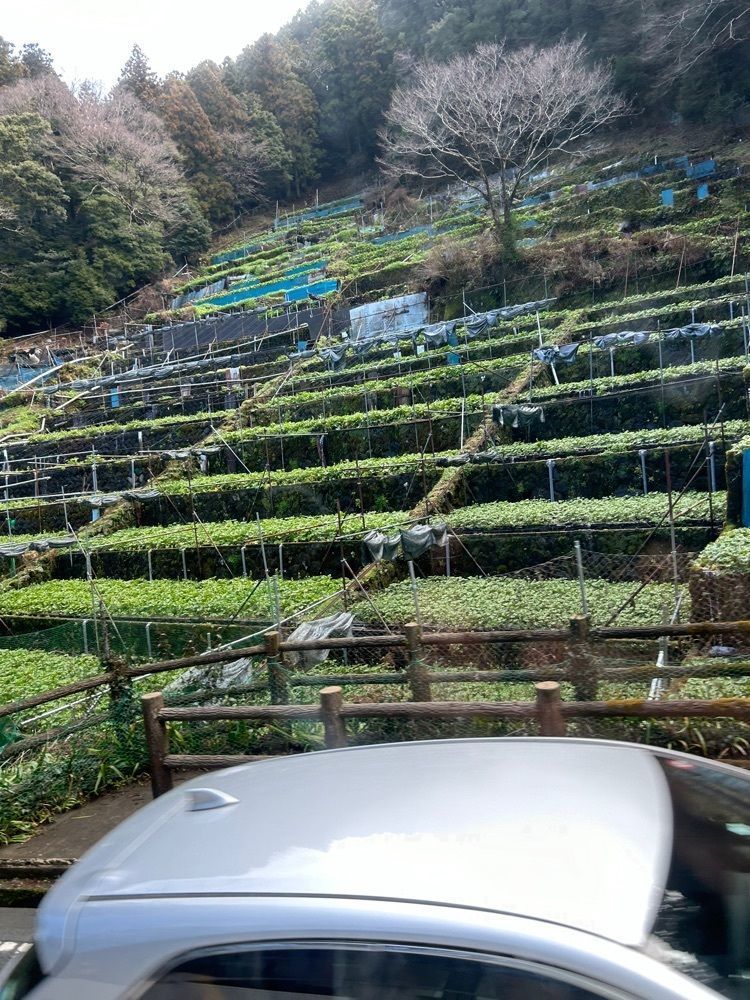 tulipさんが投稿したティーラウンジ季節風に関する口コミの画像