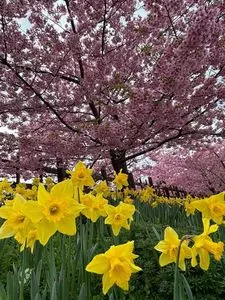 城山歴史公園／河津桜