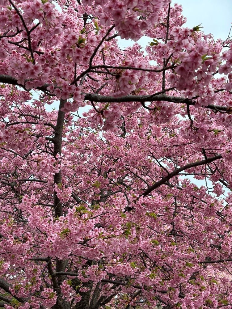 みーなさんが投稿した城山歴史公園／河津桜に関する口コミの画像