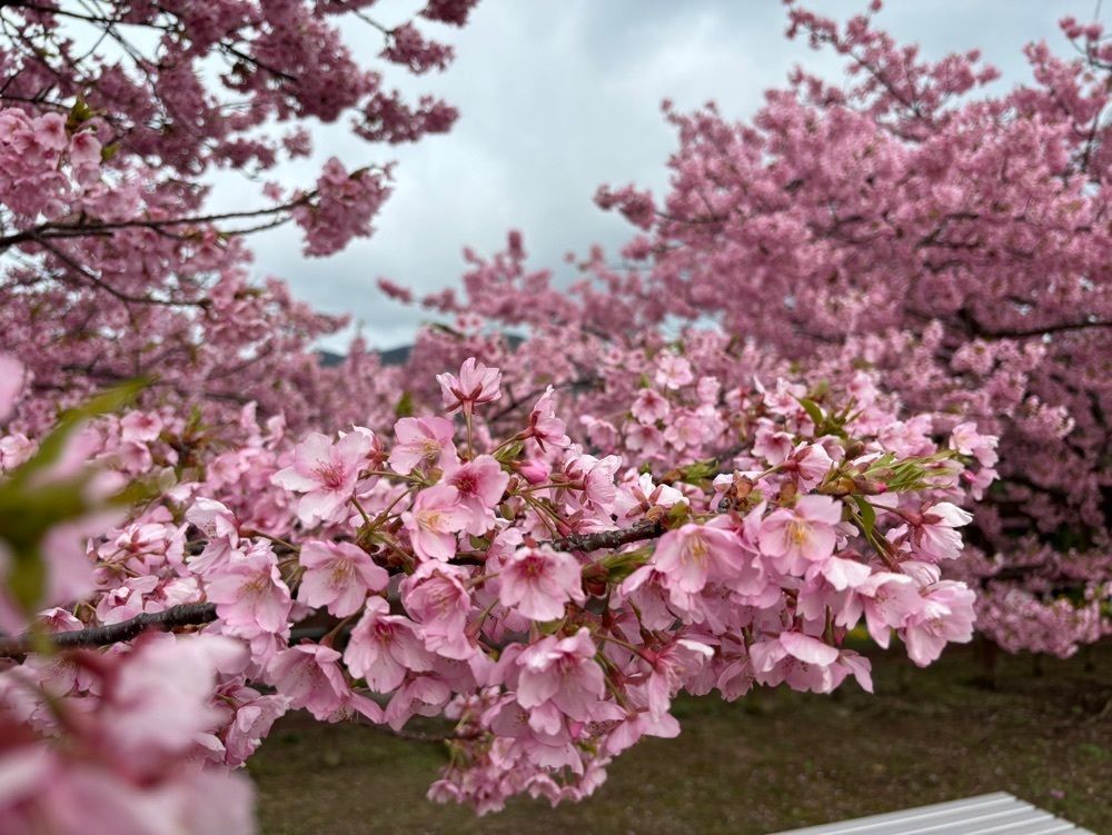 みーなさんが投稿した城山歴史公園／河津桜に関する口コミの画像