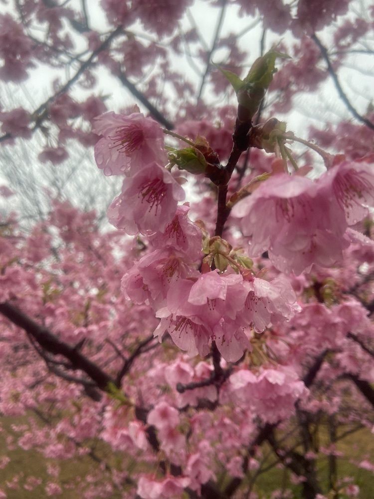 ibainuさんが投稿した赤塚山公園に関する口コミの画像