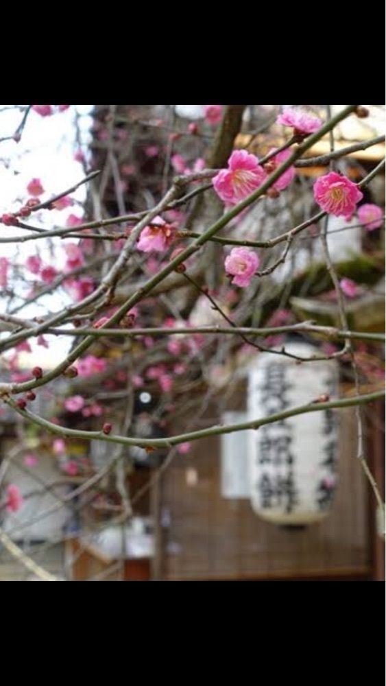 京都を巡る会・「武」さんが投稿した長五郎餅 北野天満宮境内店に関する口コミの画像