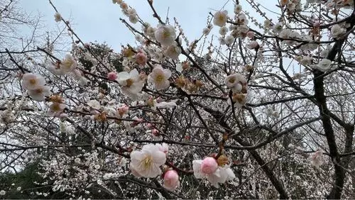 広田梅林ふれあい公園