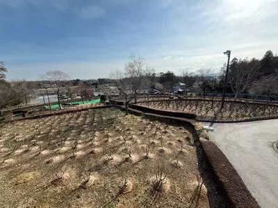 東松山ぼたん園のぼたん