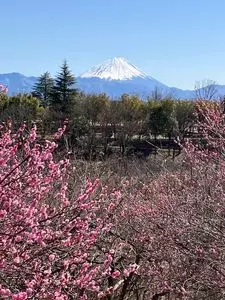 梅の里（山梨県甲斐市）