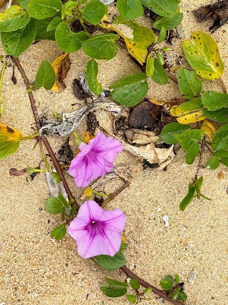 それなはとけさんが投稿した伊原間海岸に関する口コミの画像