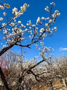 桐生市南公園