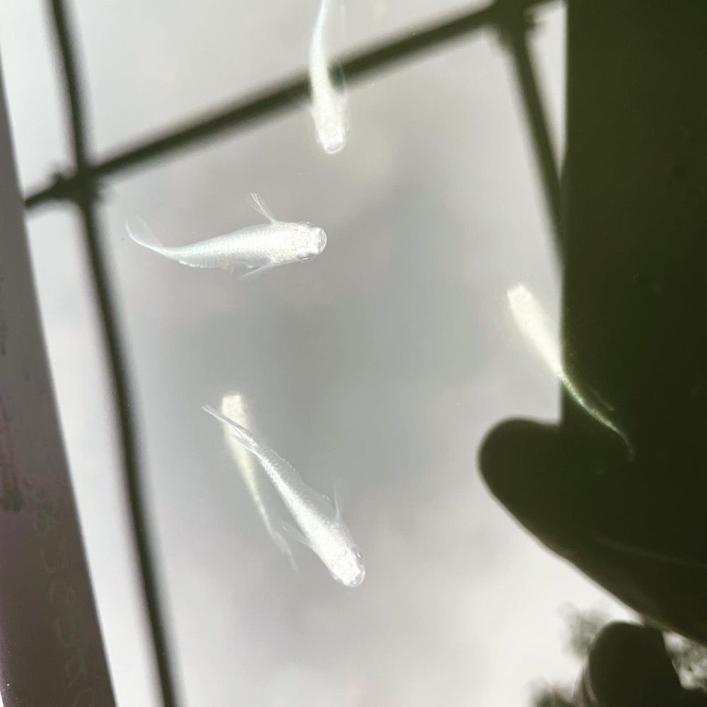 kimunii さんが投稿しためだかの館に関する口コミの画像