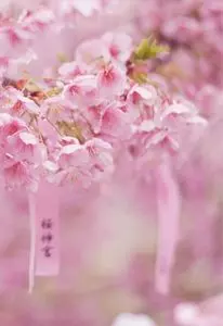 桜神宮