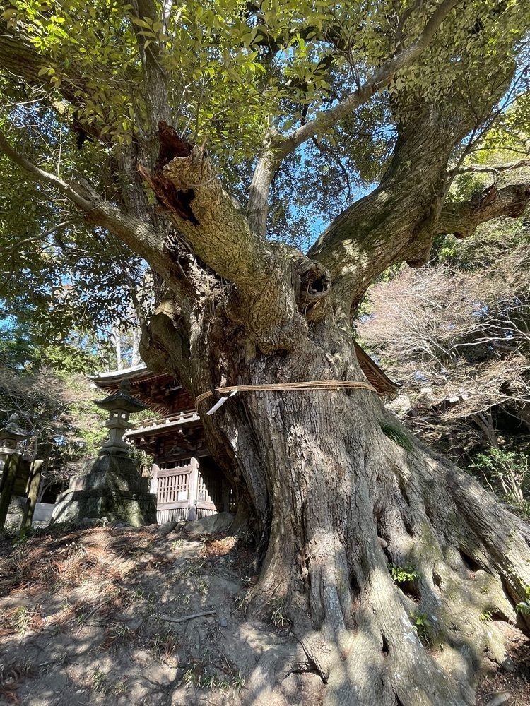 扇珠さんが投稿した薬王院に関する口コミの画像