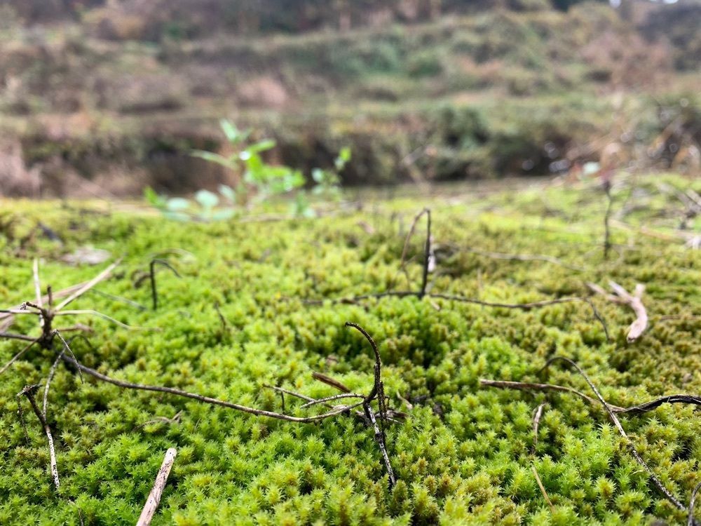 special_weekend_0fb3さんが投稿した山古志の棚田に関する口コミの画像