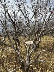 九重山群の霧氷