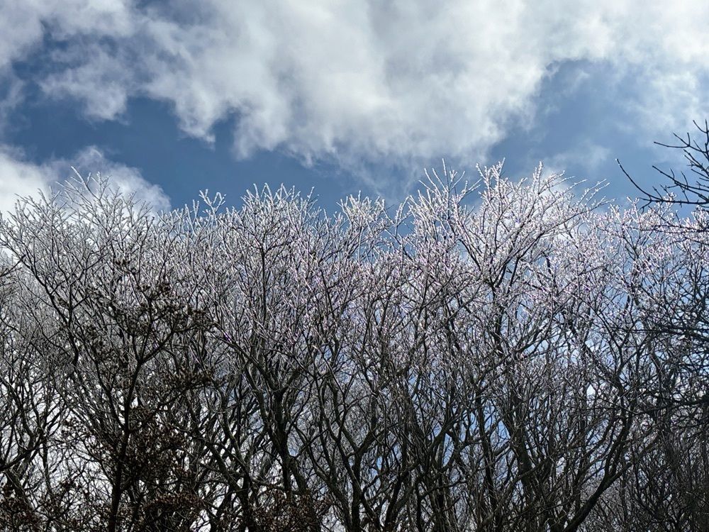 formal_cafeteria_8688さんが投稿した九重山群の霧氷に関する口コミの画像