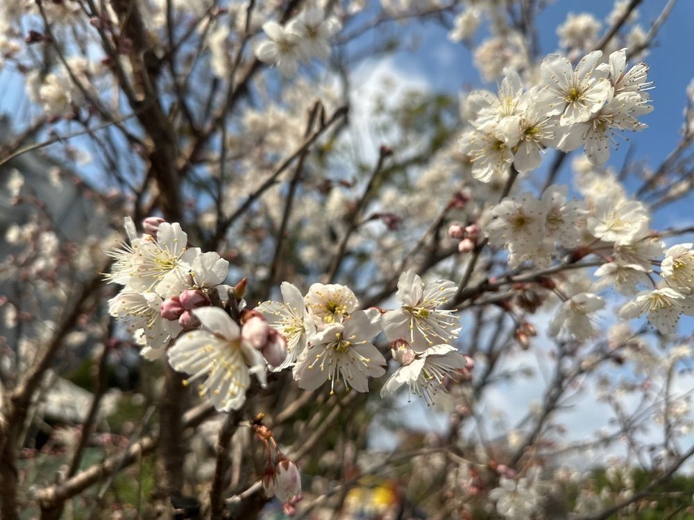 surumeさんが投稿した春日市に関する口コミの画像
