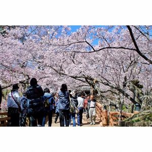 高遠城址公園のタカトオコヒガンザクラ