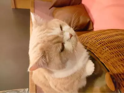 猫カフェ MOCHA 名古屋栄店（猫カフェ モカ）