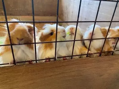 どんぐり村