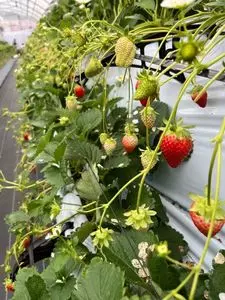 ささやまベリー1