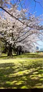 亀戸中央公園